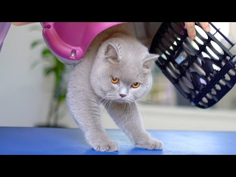 LOVELY CAT WITH ORANGE EYES- Bathing & Grooming  😻🛁✂️❤️