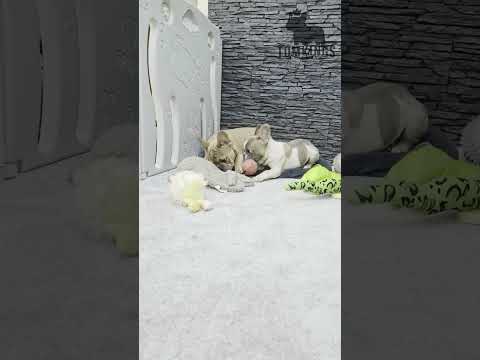 Video 1