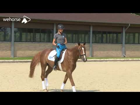 Was tun, wenn das Pferd die Zügel aus der Hand zieht? | Tipps von Ingrid Klimke | Frag Ingrid
