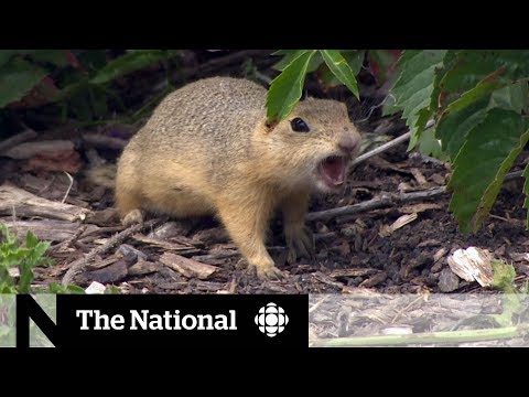 Use of poison by Sask. farmers questioned