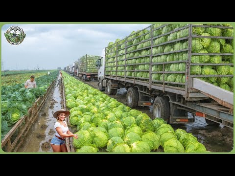 Modern Agriculture Machines on Another Level – Farmers Reap Millions of Tons in Massive Harvests