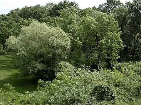 2008-(05)-(17) Bucuresti Nord Barlad Bucuresti Nord 115DUPA RATES MUNTENI INAINTE DE BERHECI