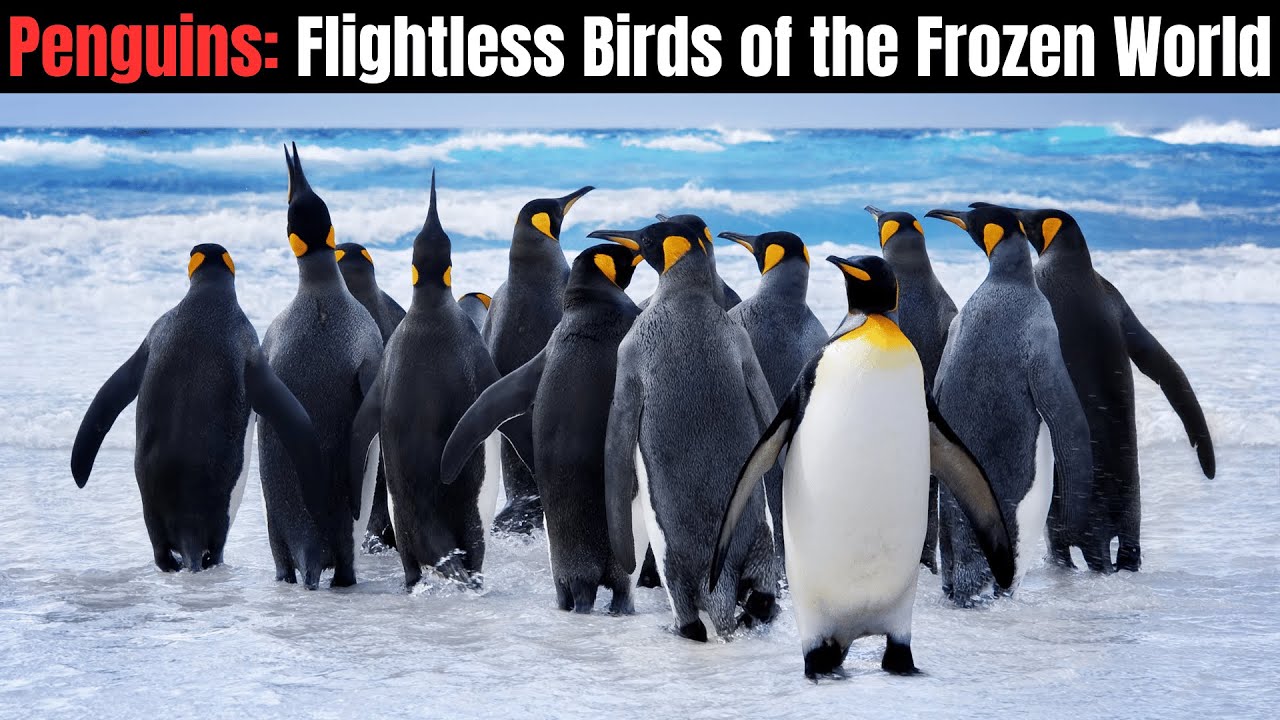 Penguins - Flightless Birds of the Frozen World