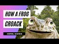 The Animal Sounds Frog S Croak Sound Effect Animation