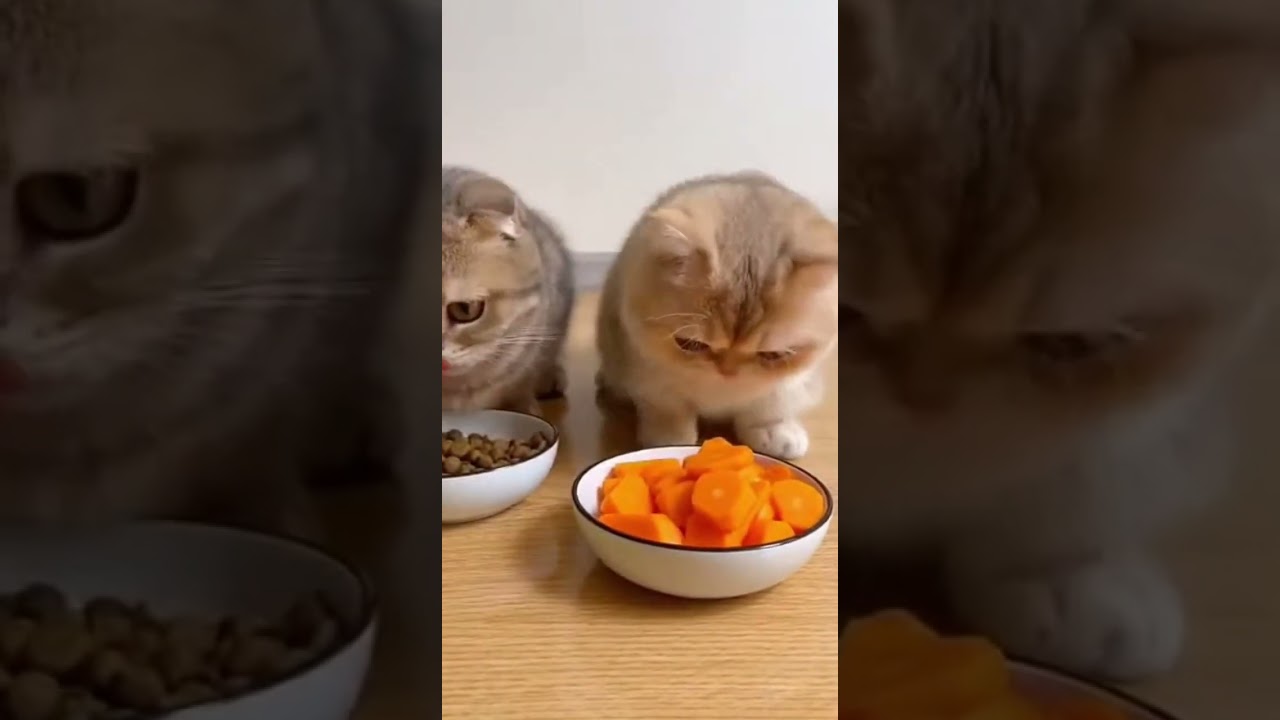 マンチカンとスコティッシュフォールドの前にエサ入れが置かれているが・・・ #おもしろ猫 #猫大好き #funnycat