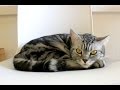 Singapores first cat cafe: Neko no Niwa in Boat.
