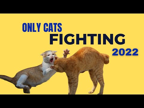 Only cats fighting - Only cats fighting 2022 -  funny cat fights | #7