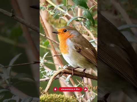 Drei Fakten über Rotkehlchen, die dich komplett überraschen werden - Gartenexpedition #shorts