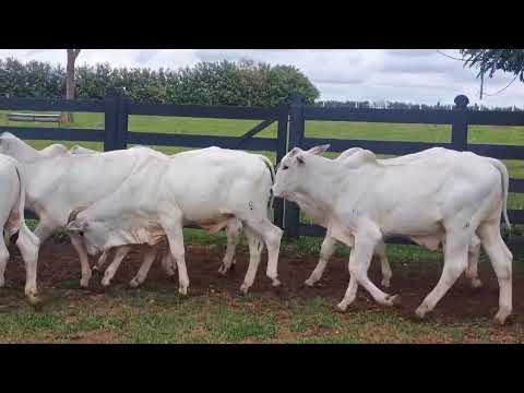 12 BEZERROS NELORE PO 9 A 11 MESES