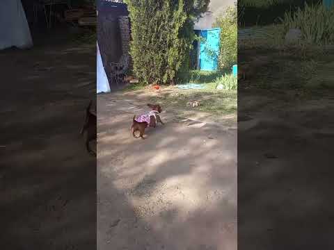 Illari Dachshund aconquija andalgala catamarca.