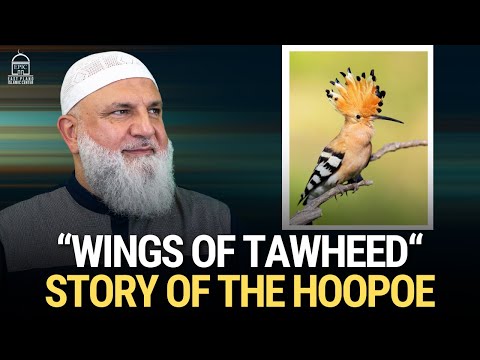“Wings Of Tawheed“ Story of the HooPoe | Ustadh Mohamad Baajour