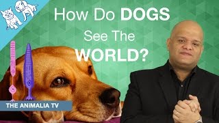 Can DOGS see Color?