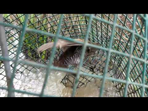 Marsh hen caught in a crawfish trap!