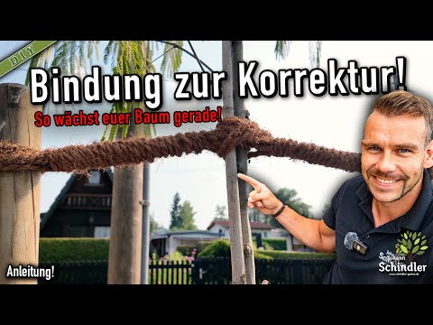 How to straighten a crooked tree – Instructions for correct binding