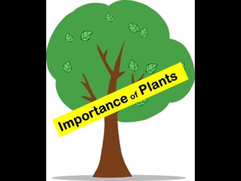 Importance of Plants to humans and animals in everyday's life