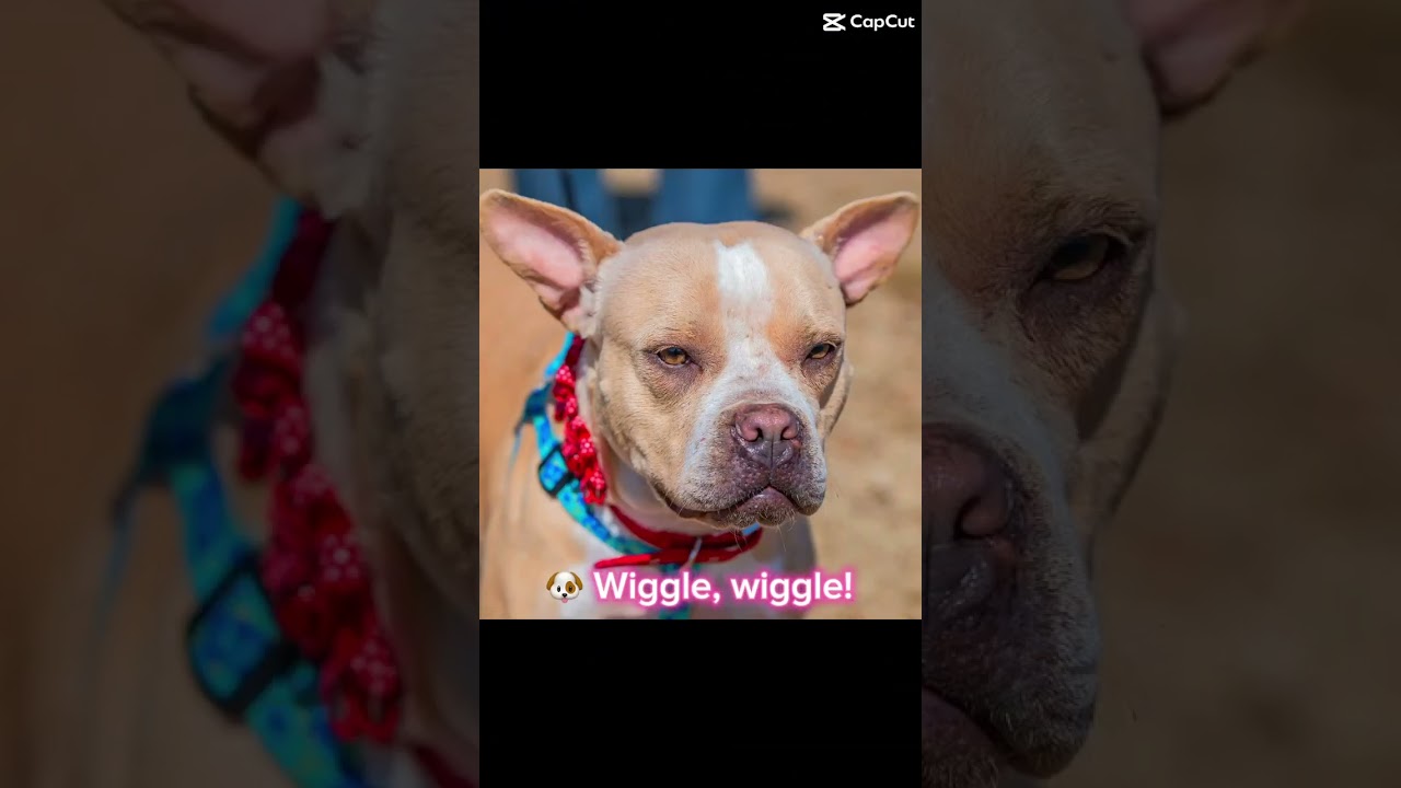 Catherine, a Adoptable mixed breed in Bartlett, TN video 6/6