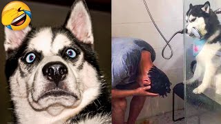 Cute Dogs And Cats That Will Make You Laugh 😂 - Funny Animals Compilation #3