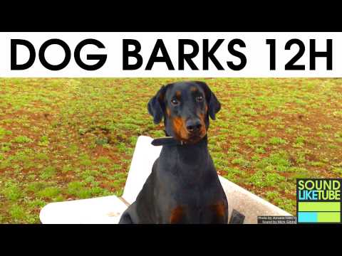 DOG BARKING [12 Hours Sound Effect]