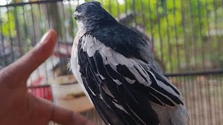 Download lagu Suara pikat Kapasan kemiri mp3