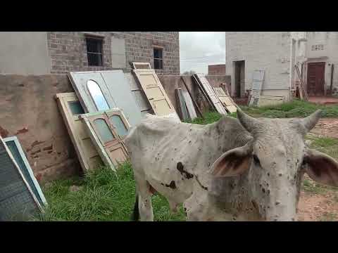 pure sarir se khoon futa gau mata aur belo me nai bimari 😭