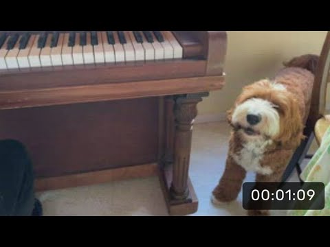 Monday Night Special with Odin (the singing dog)