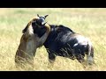 Lion Kills Wildebeest
