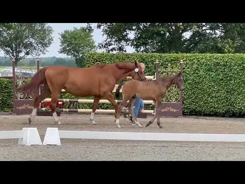 Hf v.  Conthargos-Emerald