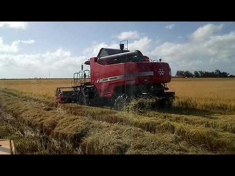 Safra 2018 Granja tamanca Rio Grande do Sul svp