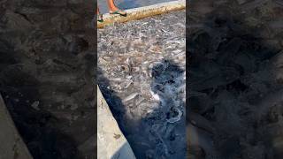 Download lagu Catfish farming #shorts mp3 Download lagu Catfish farming #shorts mp3