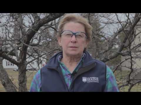 download lagu mp3 mp4 Candymint Flowering Crab, download lagu Candymint Flowering Crab gratis, unduh video klip Candymint Flowering Crab