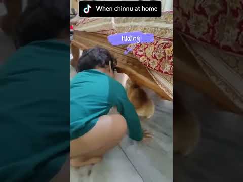 cat stories: 3 #chinnu #cat #dog#Anudeep KV  #Sivakarthikeyan#PrinceMovie #CashPromo #SumaKanakala