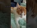Cat Can I Have A Biscuit Shorts See Description
