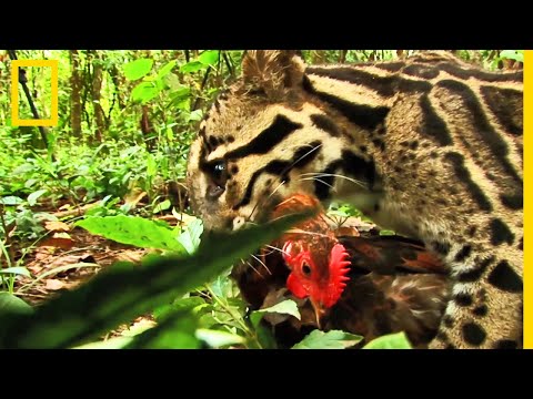 Retour à l'état sauvage pour ces jeunes panthères nébuleuses