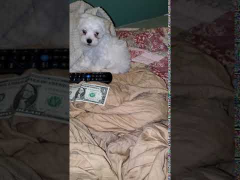 Casper MicroTeacup Maltese