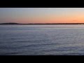 Gull Release