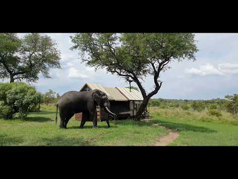 Elephant walks through the camp, stopping us from getting to our tent Buffelshoek, Manyeleti Reserve