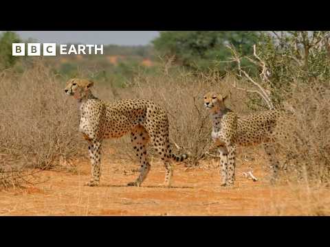 Top 10 Cheetah Moments | BBC Earth