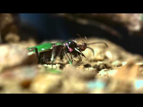 Mino Safy – Around The Garden (Hazem Beltagui Remix)