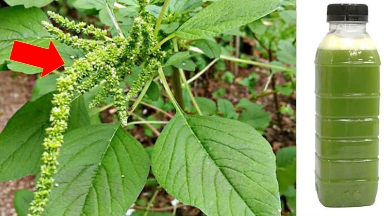 1 folha destrói Artrite, Glicemia, Fígado, Colesterol, Inflamação, Rins (Melhor Remédio)