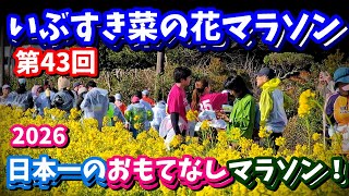 新選組で走る！おもてなし日本一！三大過酷なコース【第43回いぶすき菜の花マラソン2026】新選組でじっくり堪能して走ってみた(*'▽')♡