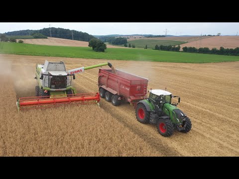 Dinkel Ernte 2021  mit dem CLAAS LEXION 750  Mähdrescher harvest Getreideernte 2021