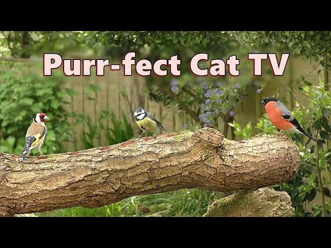 Cat TV Show ~ Purr-fect Videos for Cats to watch Birds