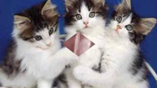 Je t aime comme je respire.WMV