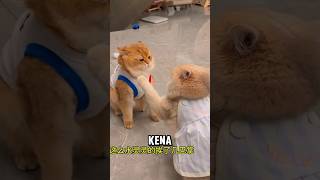 Download lagu Si oyen kena tabok 🤣 mp3