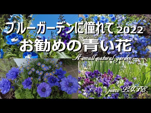 ブルーベルは剪定したほうがいいでしょうか？将来美しい花を咲かせるためにどのように世話をすればよいですか？  庭園