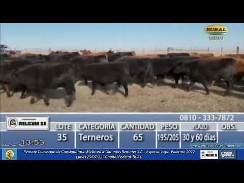 25-07-22 - Remate Televisado de Consignataria Melicurá & Ganados Remates S.A.