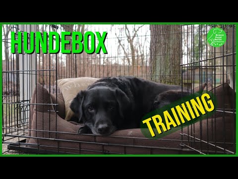 Hundebox - Training, So geht´s richtig.