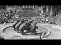 Elephants No Longer To Perform At Barnum Bailey Circus