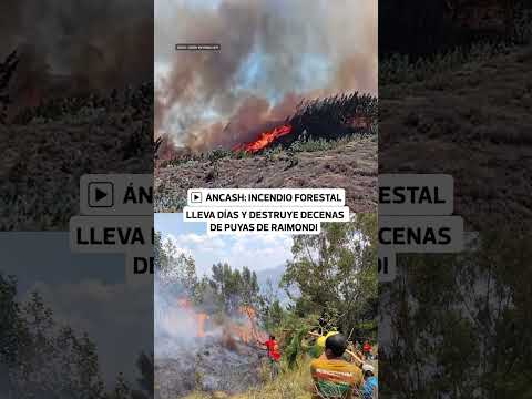 Incendio forestal en Áncash arrasa bosques de puyas de Raimondi | Correo