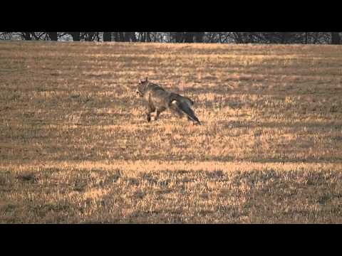 Coursing trénink 17.3.2012  - Elis, Keisy a Albi
